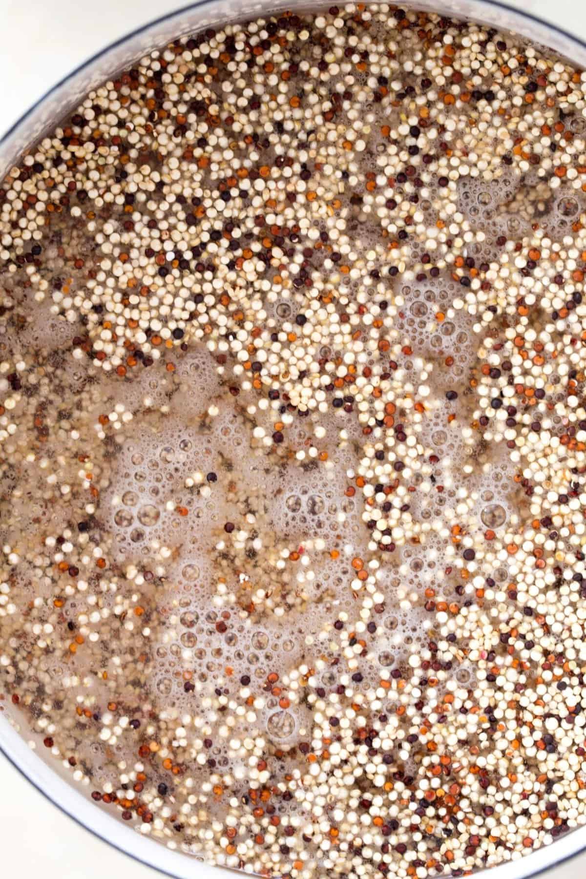 Quinoa