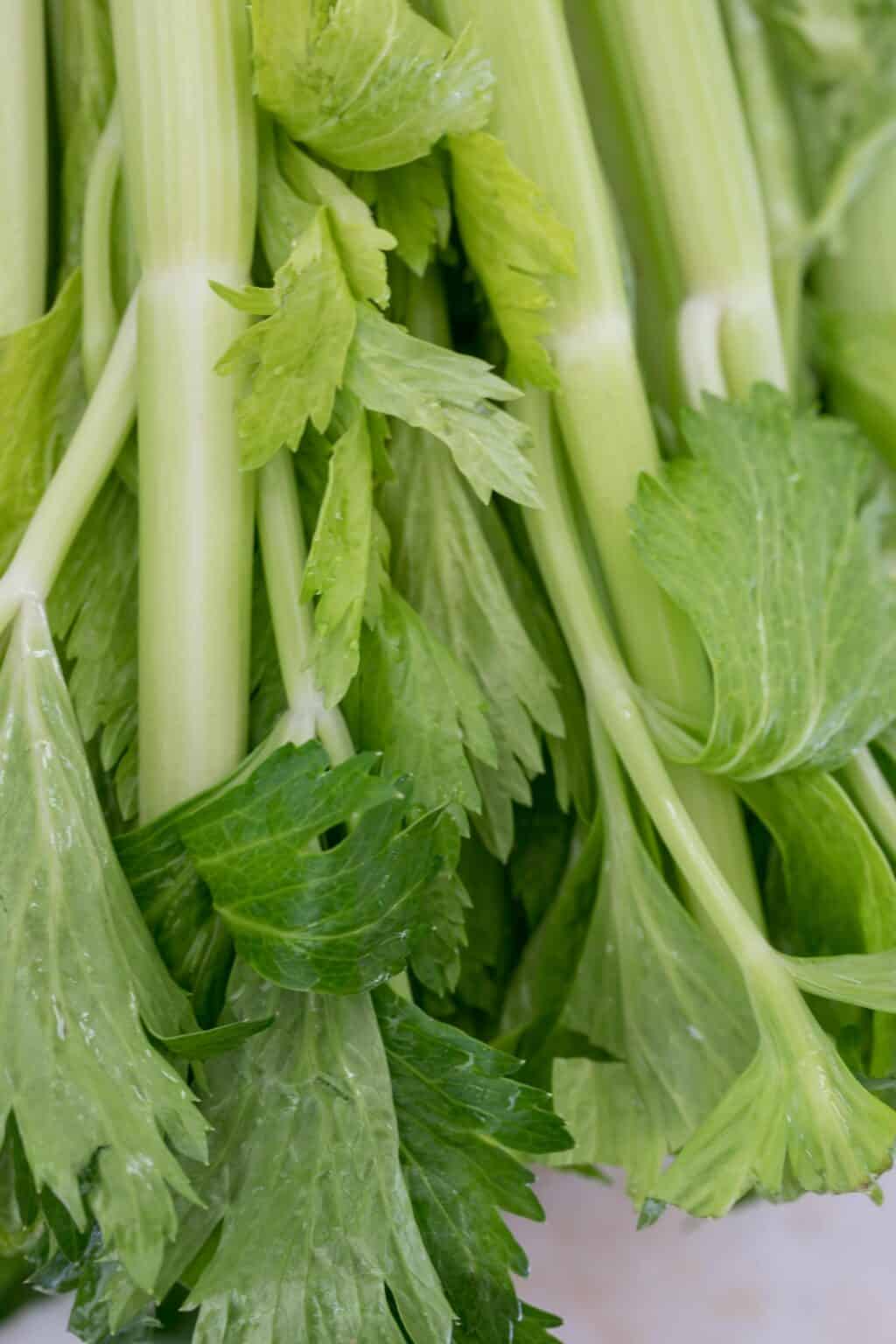 Celery Juice Recipe The Harvest Kitchen