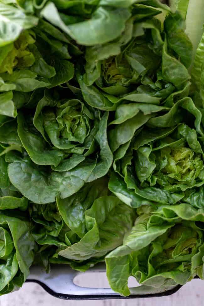 A white tray filled with leafy greens