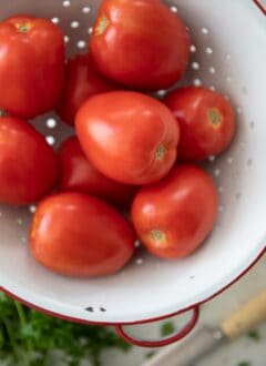 A white colander filled with roma tomatoes.