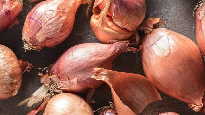 6 Best Shallot Substitutes in 2023 »