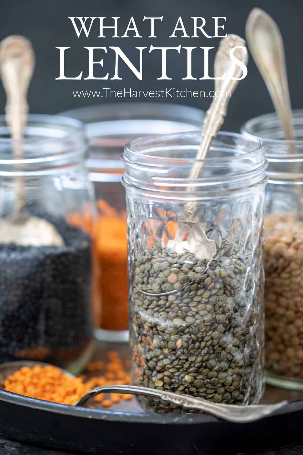 What are Lentils The Harvest Kitchen